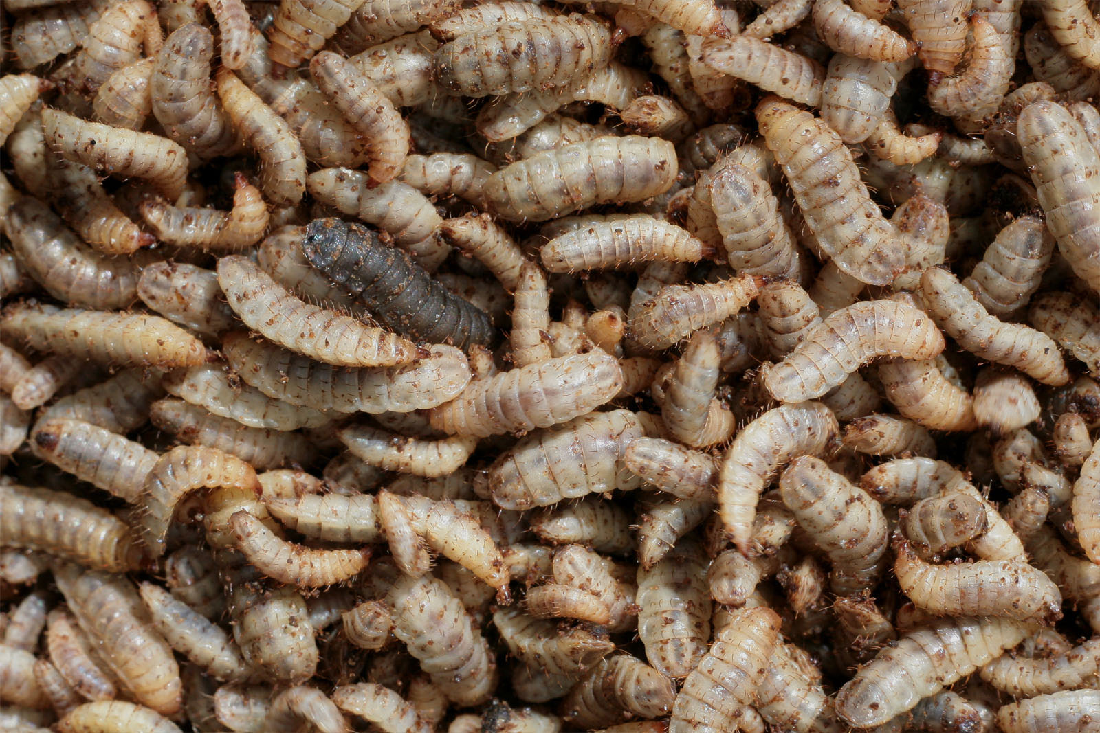 Cricket and other insect protein and fat extraction after farming