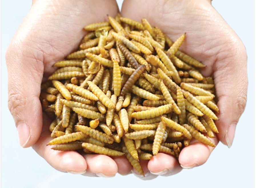 Cricket and other insect protein and fat extraction after farming