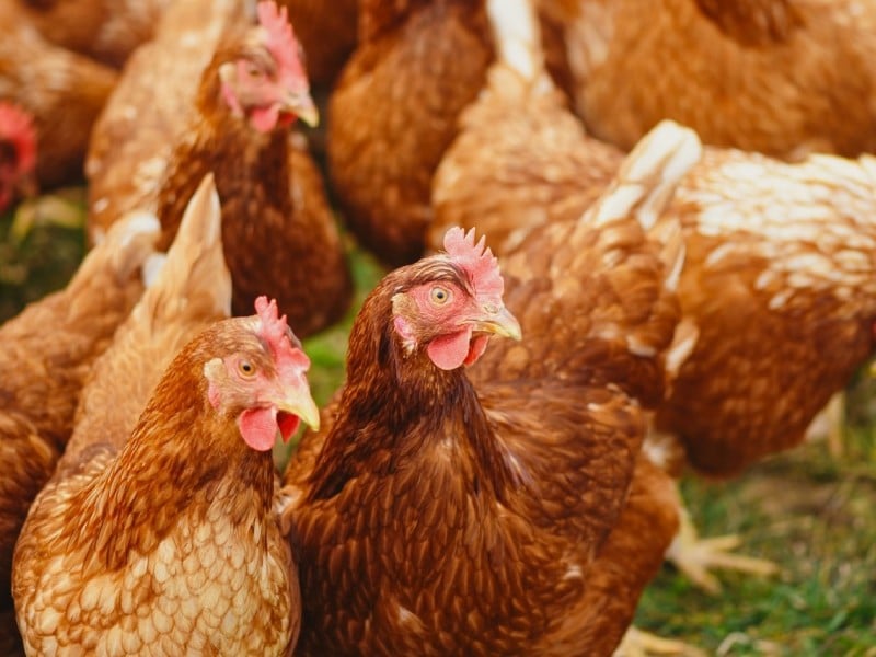 The avian influenza: safe carcass disposal of the affected birds