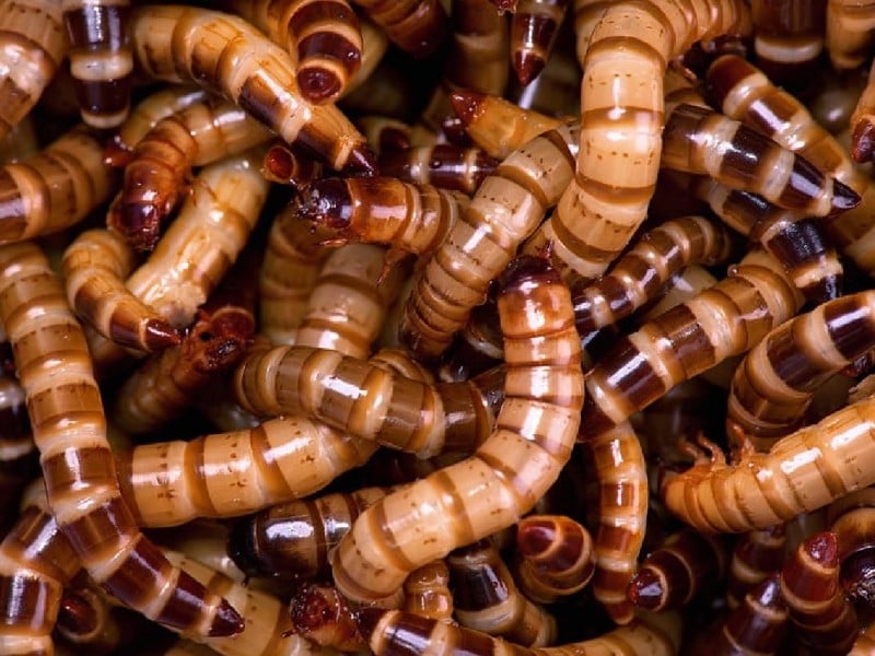 Mealworm insect protein - the farming and extraction of the food of the future