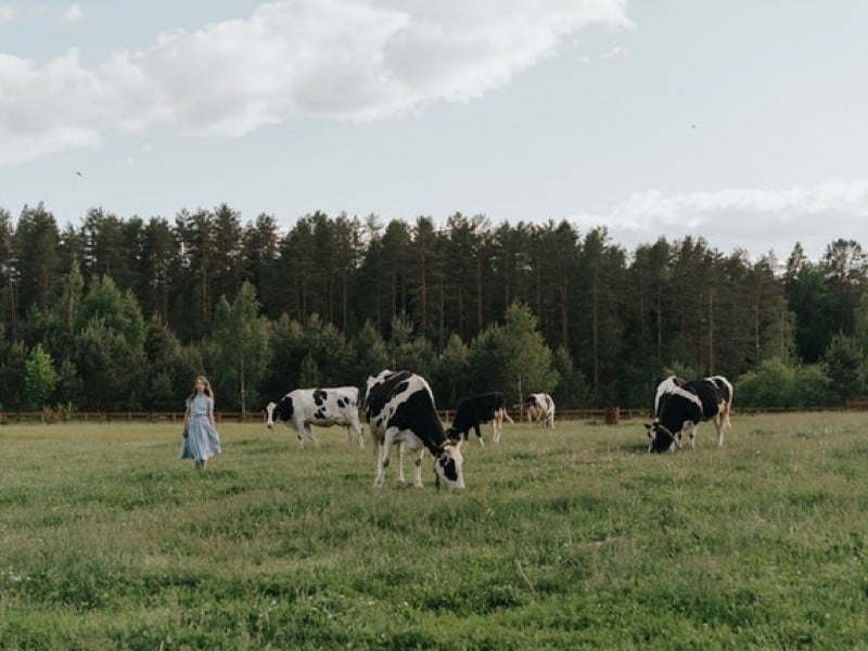 Farm animal rendering: disposing and recycling animal carcass waste with the same process