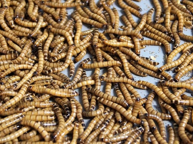 Insect-based protein for animal feed? A sustainable alternative for livestock and pets