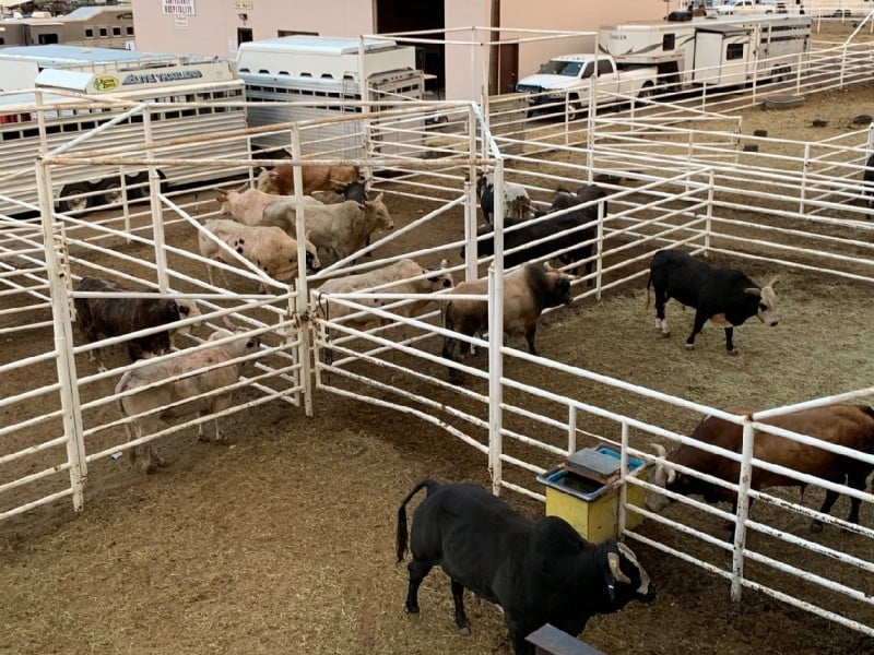 Dead animal carcass disposal: what is the best method for slaughterhouses and farms?