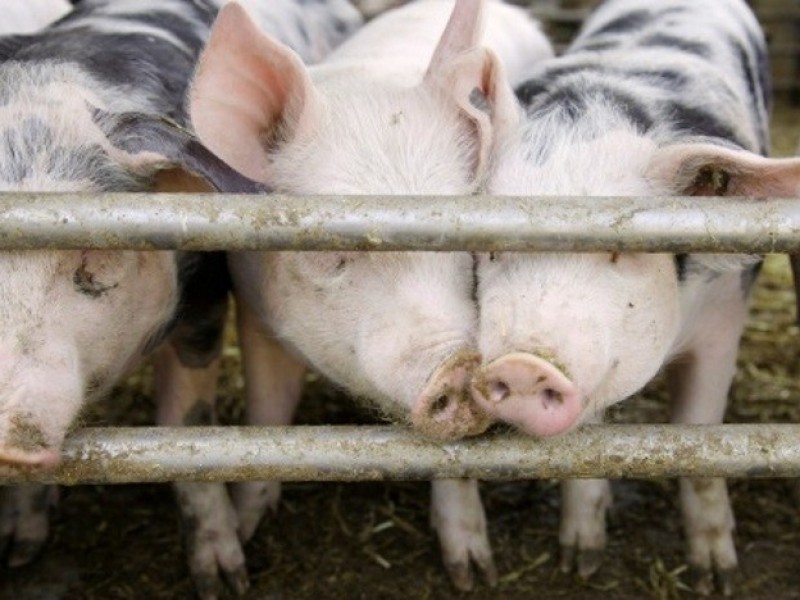 Southern region of China hit by African Swine Fever