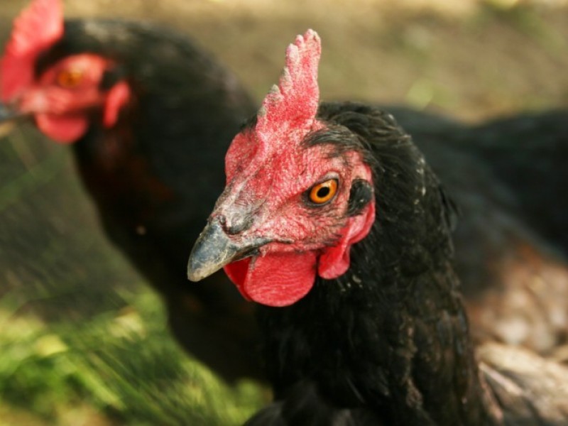 Newcastle disease found in US commercial flock