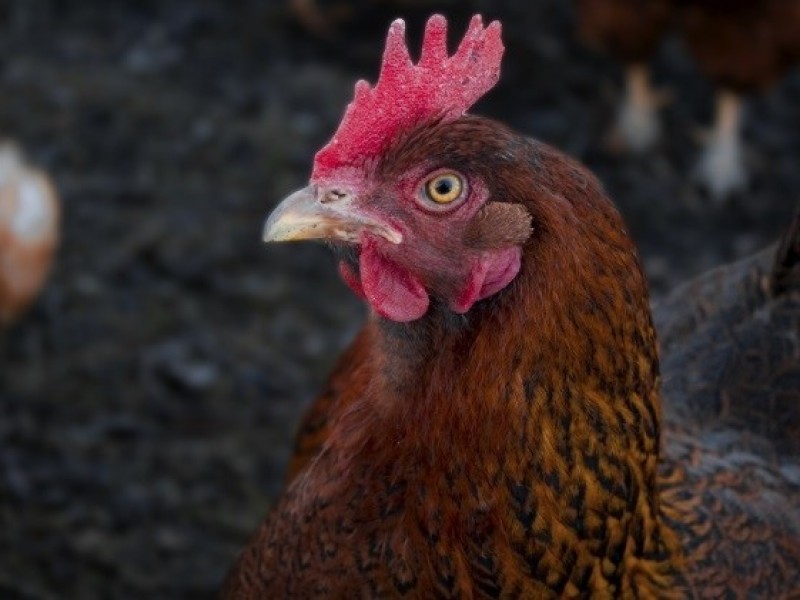 Newcastle disease confirmed in second California poultry flock