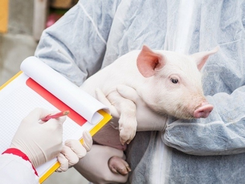 China culls over 900,000 pigs since ASF outbreak