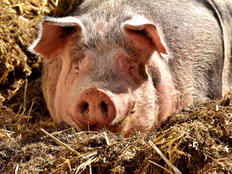 Asian ASF pig cull reaches five million