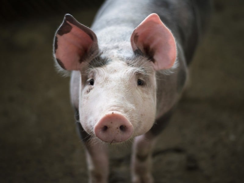 African Swine Fever confirmed in Serbia